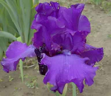 Earth's Dark Angel TB Iris 