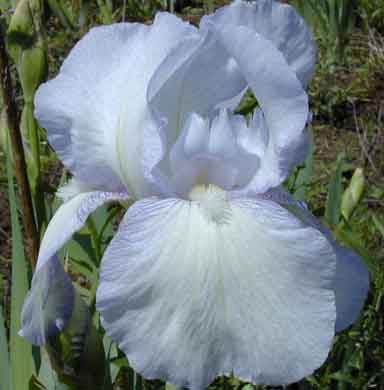English cottage TB Iris 