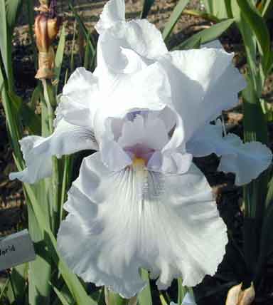 TB Iris English Style