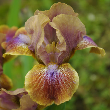 Eramosa Ommpa-Loompa SDB Iris chapmaniris.com