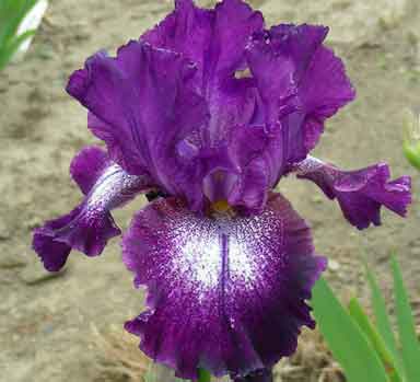 Eramosa Ridge TB Iris 