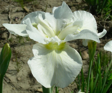 Ester CDM Siberian Iris