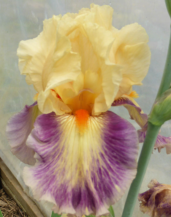 Exotic Notions iris