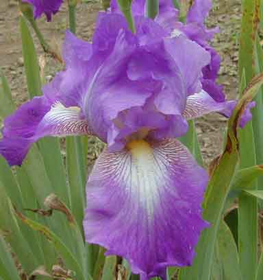 Fall spotlight TB Iris