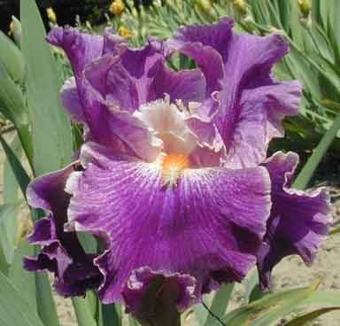 TB Iris flashy Fancy