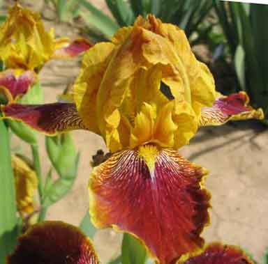 Fiesta Flirt MTB Iris