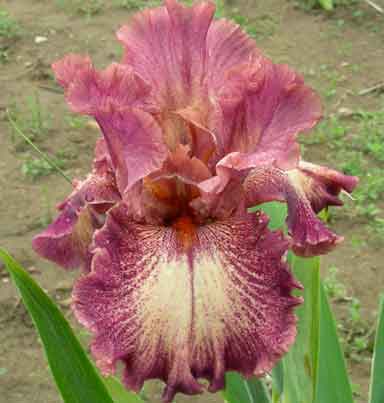 film Festival TB Iris 