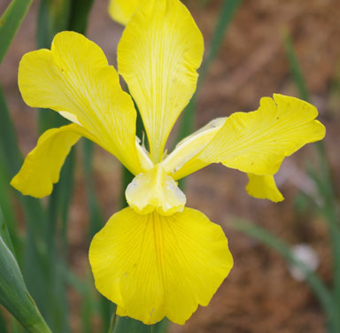 Finally Free Spuria Iris chapmaniris.com