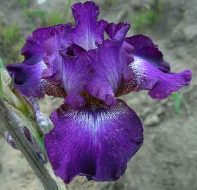 TB Iris Flashy Fancy