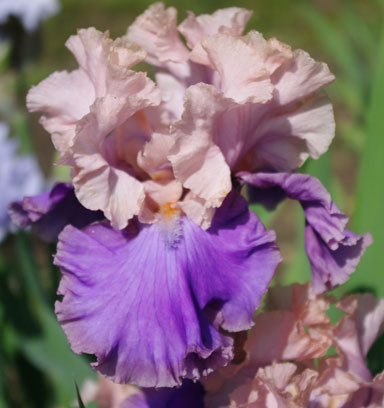 Florentine Silk TB Iris chapmaniris.com