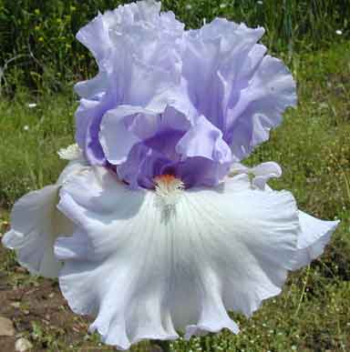 Fogbound TB Iris 