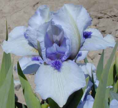 forever Blue SDB Iris