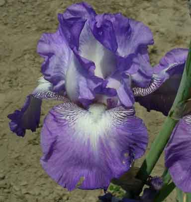 forever In Love TB Iris 