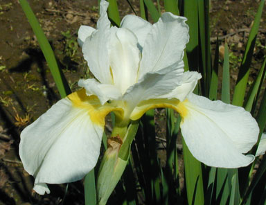Fourfold White Siberain Iris chapmaniris.com