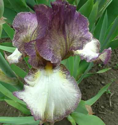 Frances Ivy TB Iris 
