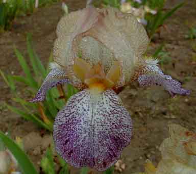 Freckles Sister MTB Iris