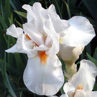 Frost And Flame TB Iris 