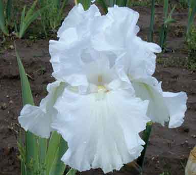 Garden Bride TB Iris