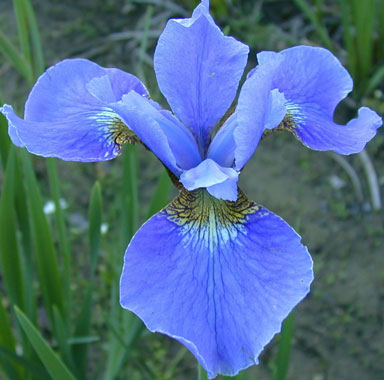 Gatineau Siberian Iris chapmaniris.com