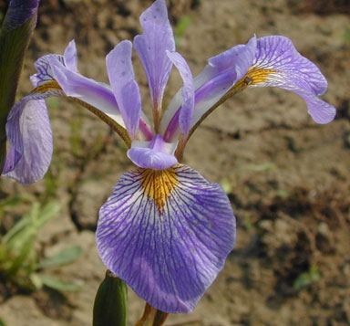 Gerald Darby Species-X Iris chapmaniris.com