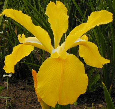 Good Thunder Spuria Iris chapmaniris.com