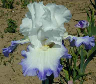 Grand Circle TB Iris