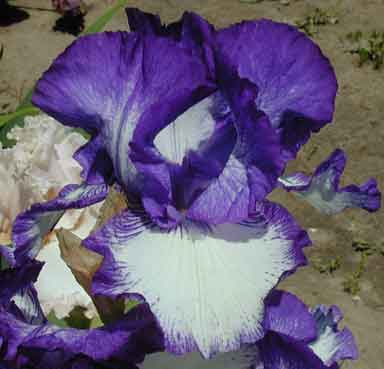 Graphique TB Iris 