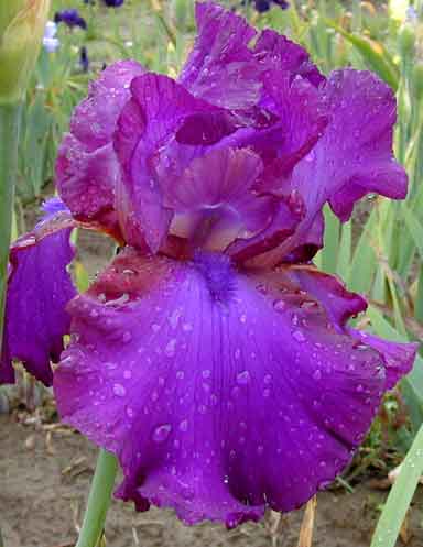 Gypsy Romance TB Iris 