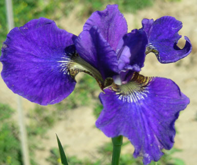 Halycon Seas siberian Iris chapmaniris.com