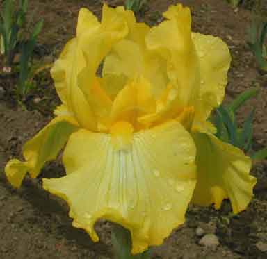 Harvest Of Memories TB Iris 