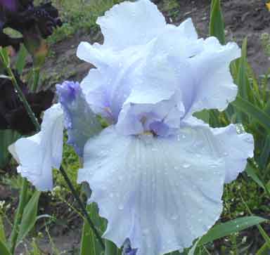 High Blue Sky TB Iris 