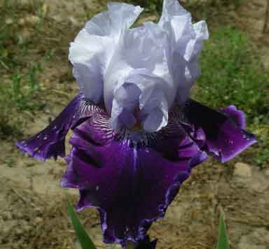 High Class TB Iris 