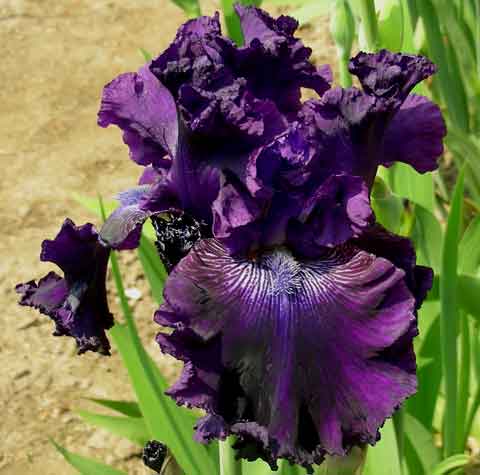 Hollywood Nights TB Iris 
