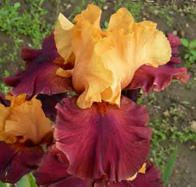 Hot Secret TB Iris 
