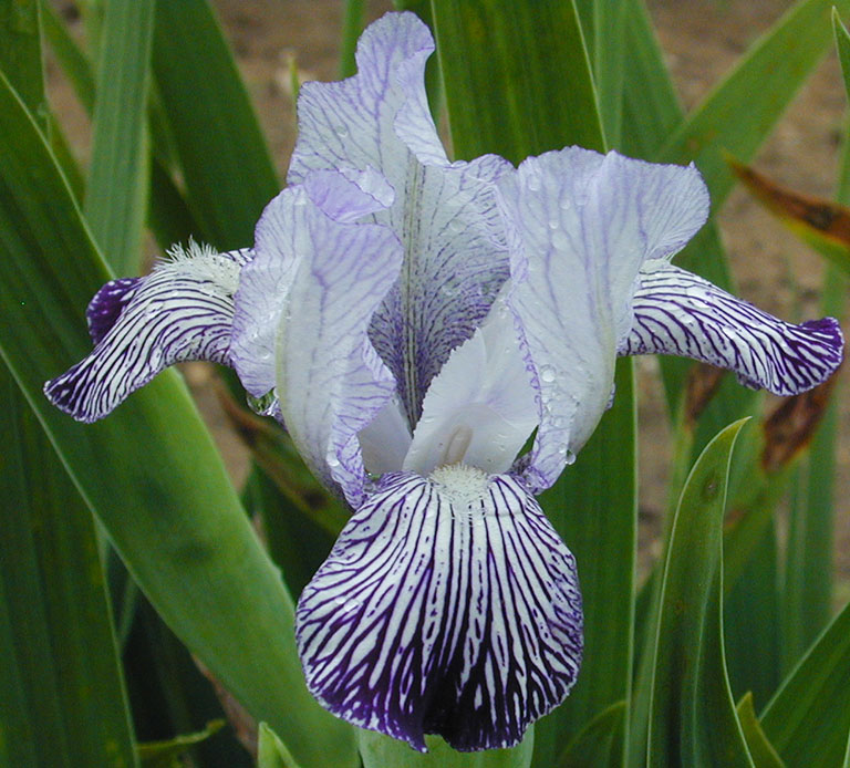 Iris variagata reginea