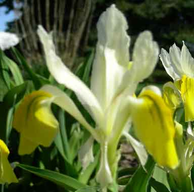 Iris bucharica  