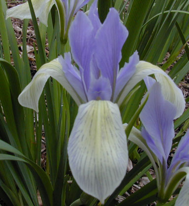 Irislactea species iris chapmaniris.com