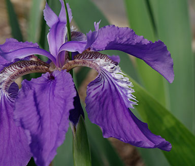 Iris tectorum species chapmaniris.com 