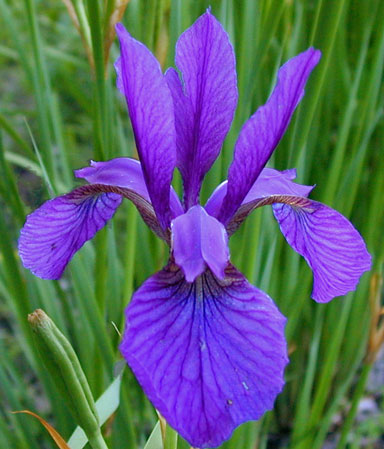 Iris typifolia chapmaniris.com