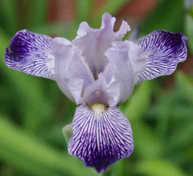 Iris varietat reginea