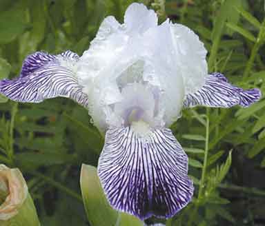 Iced Up MTB Iris