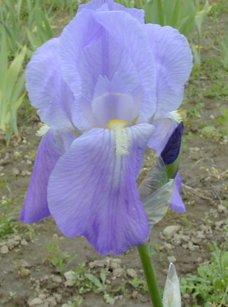 Iris pallidia