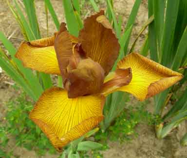 Spuria Iris Kiss Of Caramel