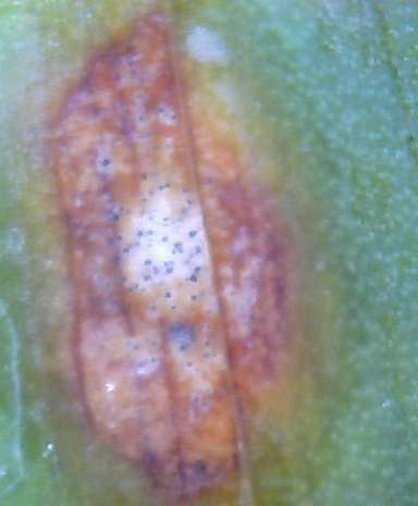 Iris Leaf Spot
