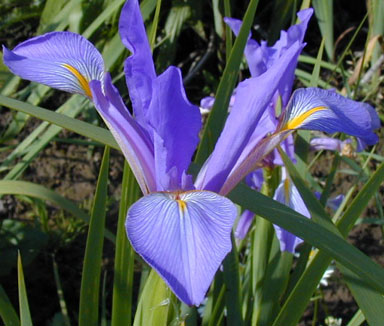 Lilliciana spuria Iris chapmaniris.com