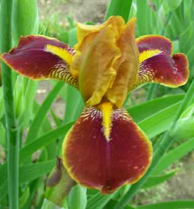 Look Here MTB Iris
