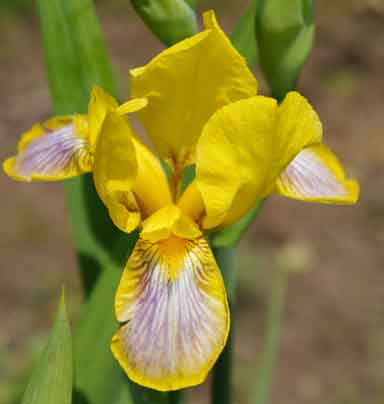 madam President MTB Iris 
