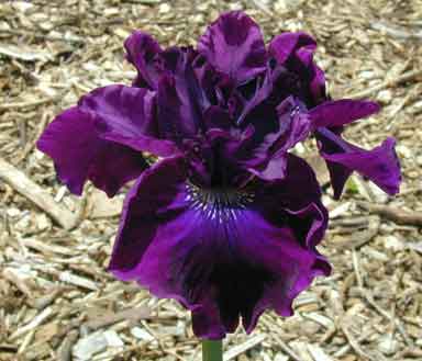 Siberian Iris Magnum Bordeaux 