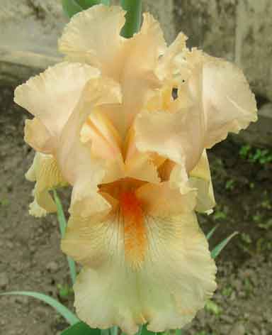 Mango Parfait TB Iris