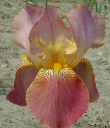 Mary Gedas TB Iris 